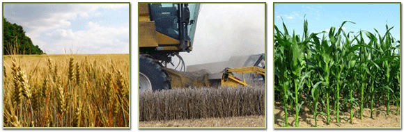 ЕТ Димитър Диков - производство на селскостопанска продукция, услуги със земеделска техника, изкупуване и наемане на земя срещу рента/аренда в землищата Балчик, Гурково, Царичино общ. Балчик, обл. Добрич, реализация на селскостопанска продукция. 