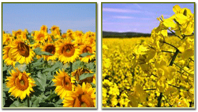 ЕТ Димитър Диков - производство на селскостопанска продукция, услуги със земеделска техника, изкупуване и наемане на земя срещу рента/аренда в землищата Балчик, Гурково, Царичино общ. Балчик, обл. Добрич, реализация на селскостопанска продукция. 