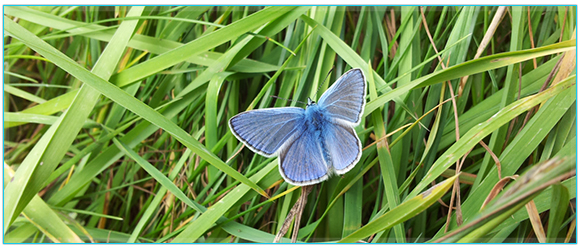 Петя Хорозова - Позитивен Психотерапевт