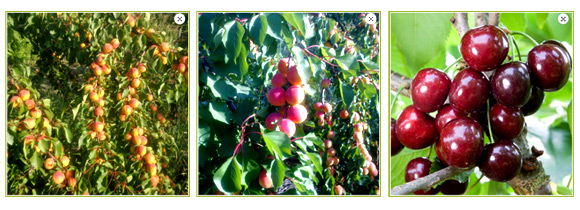 Вес Ком Импекс