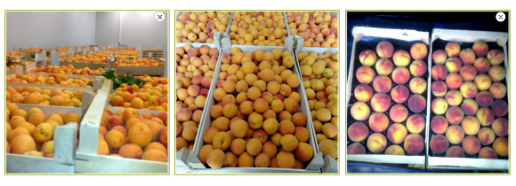 Вес Ком Импекс