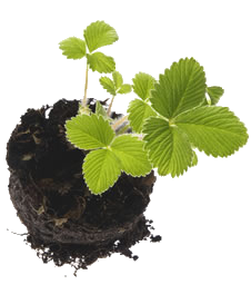 Вес Ком Импекс