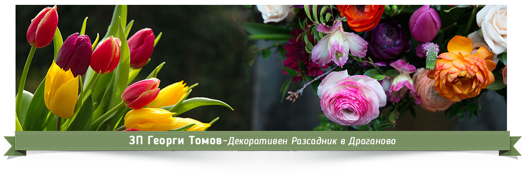 ЗП Георги Томов