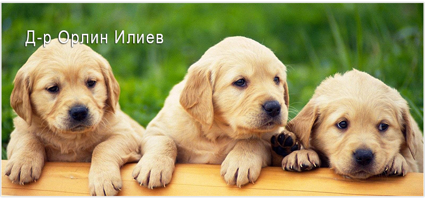 Д-р Орлин Илиев Д-р Орлин Илиев
