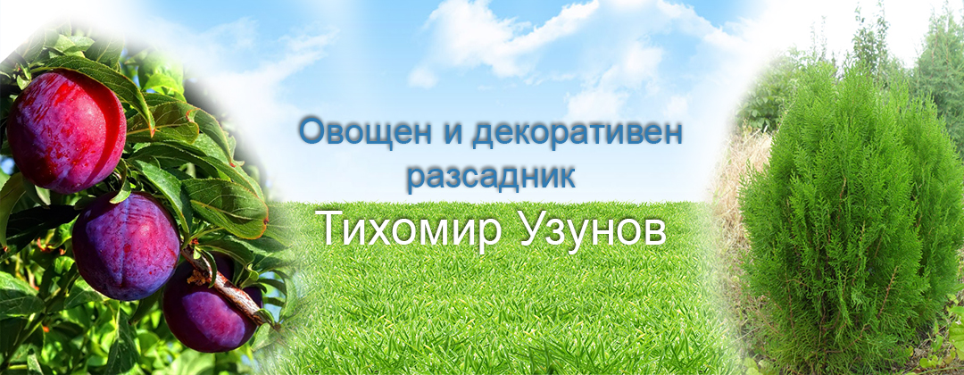 Разсадник Тихомир Узунов