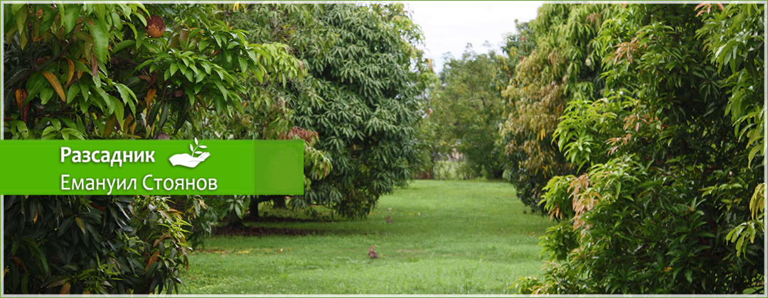 Овощен и декоративен разсадник Емануил Стоянов