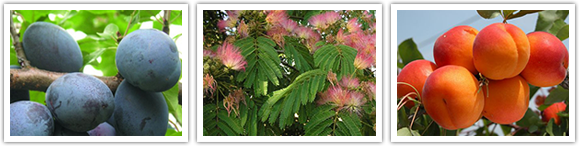 Овощен и декоративен разсадник Емануил Стоянов