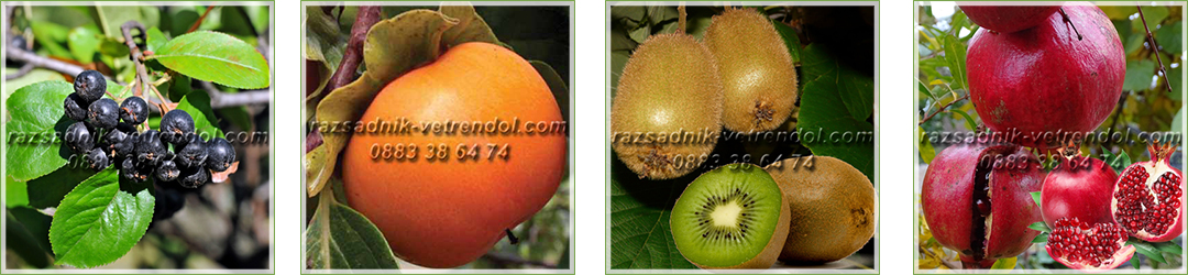 Овощен и декоративен разсадник Емануил Стоянов