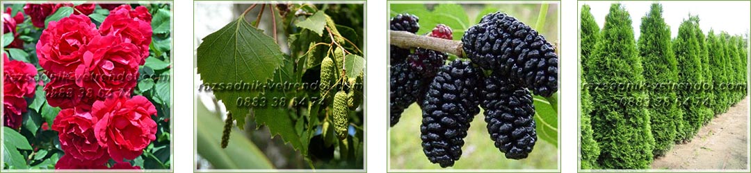 Овощен и декоративен разсадник Емануил Стоянов