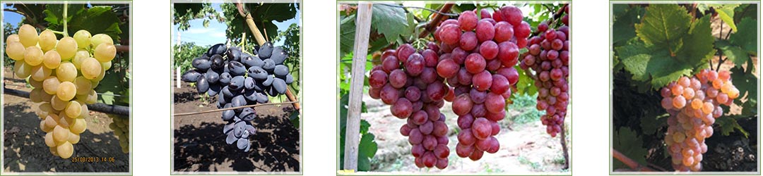 Овощен и декоративен разсадник Емануил Стоянов