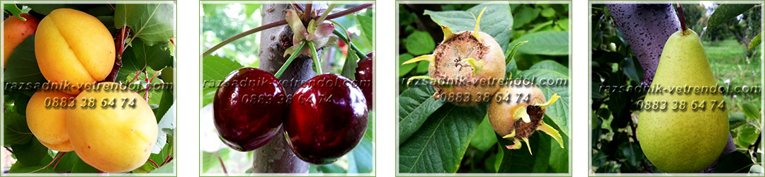 Овощен и декоративен разсадник Емануил Стоянов