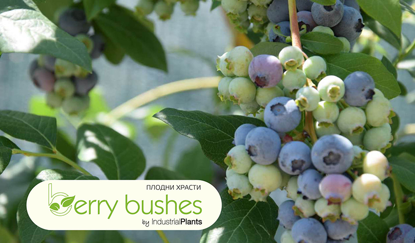 Индустриал плантс ООД