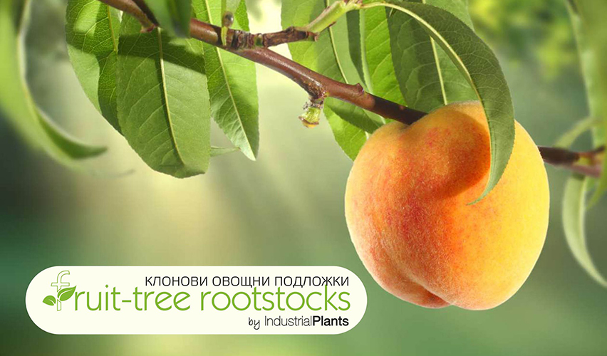 Индустриал плантс ООД