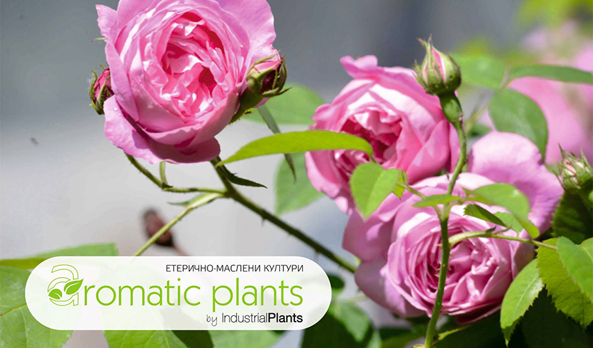 Индустриал плантс ООД