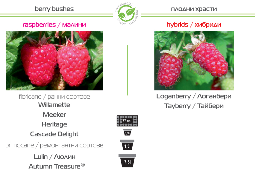 Индустриал плантс ООД