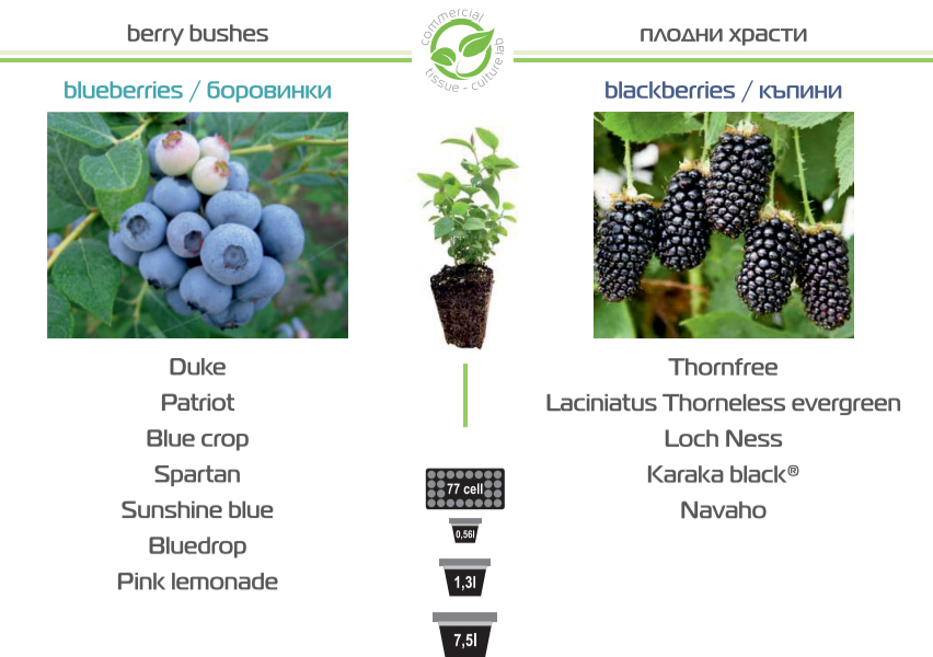 Индустриал плантс ООД