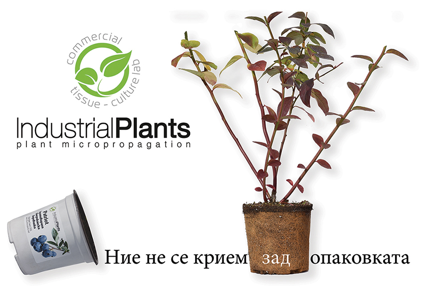 Индустриал плантс ООД