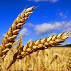 NG GRAINS LTD