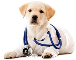 Д-р Любомир Любенов Д-р Любомир Любенов