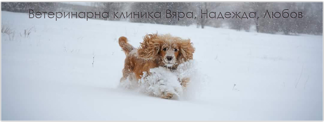 Ветеринарна клиника Вяра, Надежда, Любов