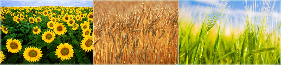 Джано 2382 ООД