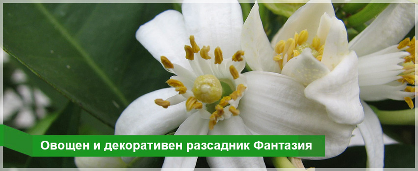 Овощен и декоративен разсадник Фантазия