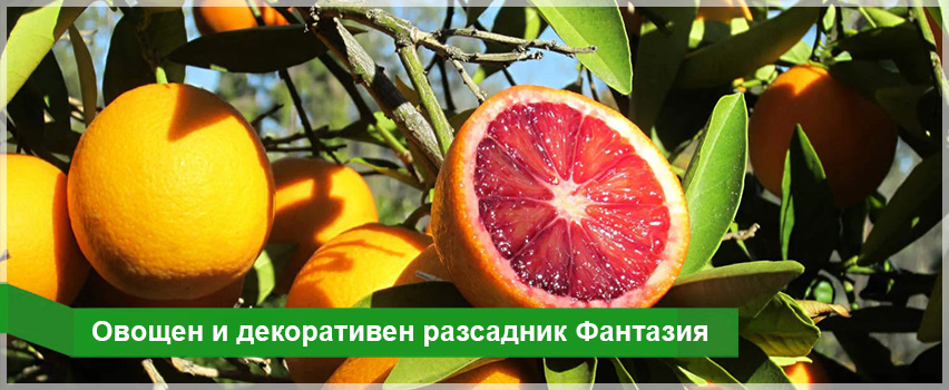 Овощен и декоративен разсадник Фантазия