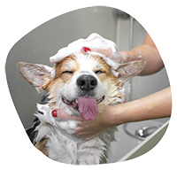 Феликс догс ООД