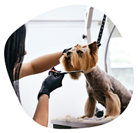 Феликс догс ООД Феликс догс ООД