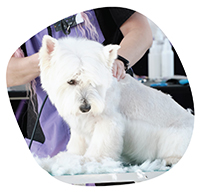 Феликс догс ООД