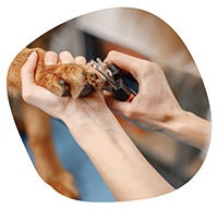 Феликс догс ООД