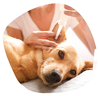 Феликс догс ООД