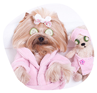 Феликс догс ООД