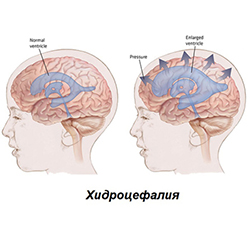 Д-р Борислав Калнев