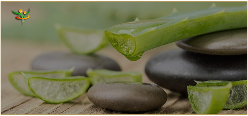 Боров прашец и бамбук Вертера