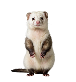 PetsHelp