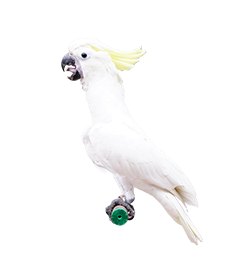 PetsHelp