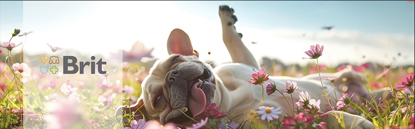 PetsHelp