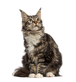 PetsHelp