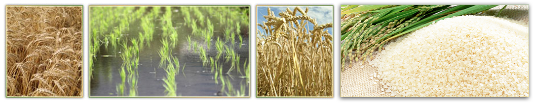 Бена Стоат - производство на боза с марката Бена Стоат, мляко и млечни продукти, безалкохолни напитки, ориз и жито от сорта Садово.