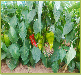 Препарати за растителна защита, торове, семена,