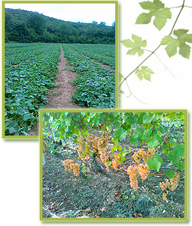 Препарати за растителна защита, торове, семена,