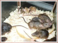 Фумигация на кораби, шлепове, вагони, контейнери  Фумигация на кораби, шлепове, вагони, контейнери