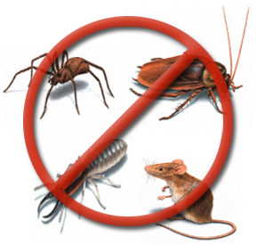 дезинсекция