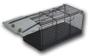 дератизация