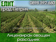 овощен разсадник ябълки круши дюли праскови череши вишни сливи кайсии калем овошки нектарини кайсия лози декоративни дръвчета