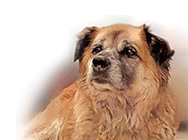 Ветеринарна клиника МЕЙ