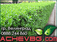 Разсадник АЧЕВ,Озеленяване Велинград,цветя,храсти,дръвчета,торове,оранжерия,разсадници,